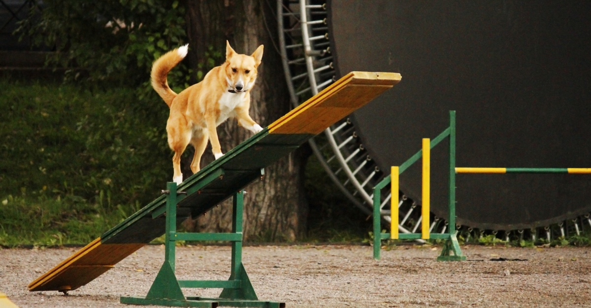 Animal Trainer Offers Advice For Training Rescue Dogs Wisconsin